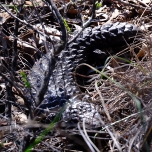 Tiliqua rugosa at Hackett, ACT - 12 Apr 2020 11:36 AM