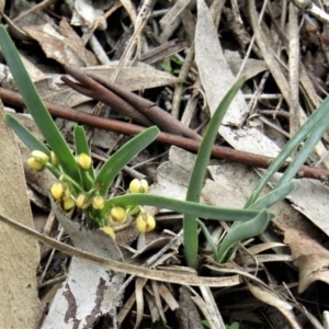 Lomandra filiformis at Hackett, ACT - 13 Apr 2020