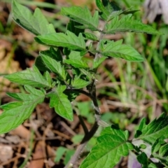Solanum lycopersicum at Hackett, ACT - 12 Apr 2020