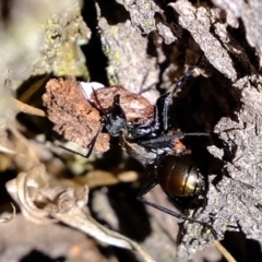 Polyrhachis ammon (Golden-spined Ant, Golden Ant) at Mount Majura - 12 Apr 2020 by Kurt