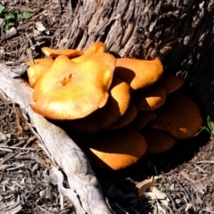 Gymnopilus junonius (Spectacular Rustgill) at Mount Majura - 12 Apr 2020 by Kurt