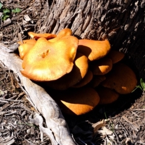 Gymnopilus junonius at Hackett, ACT - 12 Apr 2020