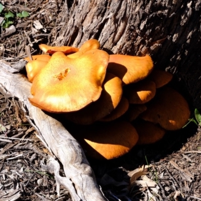 Gymnopilus junonius (Spectacular Rustgill) at Mount Majura - 12 Apr 2020 by Kurt