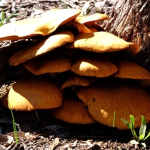 Gymnopilus junonius at Hackett, ACT - 12 Apr 2020