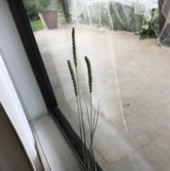 Setaria (genus) (Pigeon Grass) at Majors Creek, NSW - 13 Apr 2020 by story