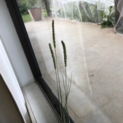 Setaria sp. (Pigeon Grass) at Majors Creek, NSW - 13 Apr 2020 by story