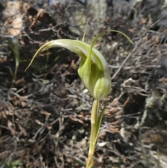 Diplodium ampliatum (Large Autumn Greenhood) at Theodore, ACT - 12 Apr 2020 by owenh