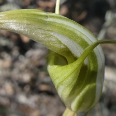 Diplodium ampliatum at Theodore, ACT - 12 Apr 2020