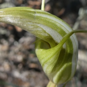 Diplodium ampliatum at Theodore, ACT - 12 Apr 2020