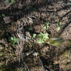 Diplodium ampliatum at Theodore, ACT - 12 Apr 2020