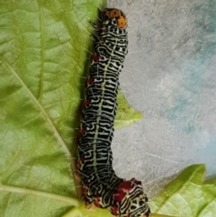 Phalaenoides glycinae (Grapevine Moth) at Watson, ACT - 13 Apr 2020 by MPW