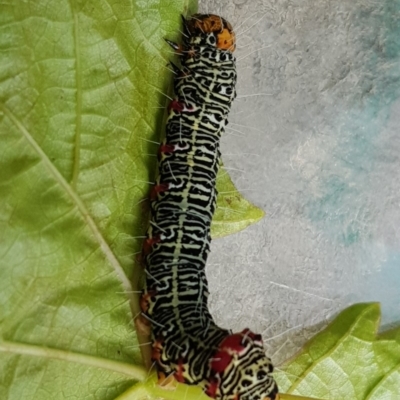 Phalaenoides glycinae (Grapevine Moth) at Watson, ACT - 13 Apr 2020 by MAX