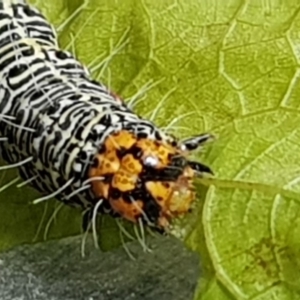 Phalaenoides glycinae at Watson, ACT - 13 Apr 2020