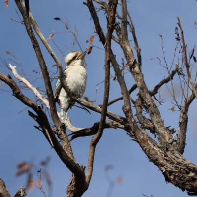 Dacelo novaeguineae (Laughing Kookaburra) at Cook, ACT - 12 Apr 2020 by Tammy