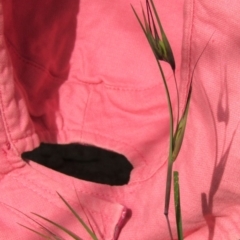 Themeda triandra (Kangaroo Grass) at Mount Majura - 13 Apr 2020 by Sarah2019