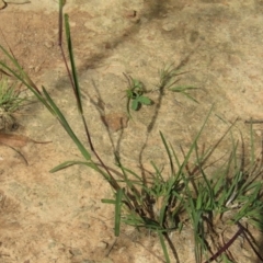 Themeda triandra at Hackett, ACT - 13 Apr 2020