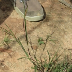 Themeda triandra at Hackett, ACT - 13 Apr 2020