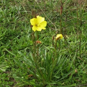 Oenothera stricta subsp. stricta at Watson, ACT - 13 Apr 2020