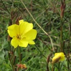 Oenothera stricta subsp. stricta at Watson, ACT - 13 Apr 2020 01:09 PM