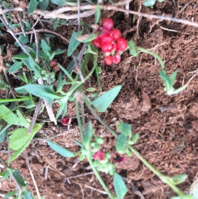 Einadia nutans subsp. nutans (Climbing Saltbush) at Hughes Grassy Woodland - 13 Apr 2020 by KL