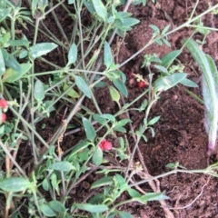 Einadia nutans subsp. nutans at Hughes, ACT - 13 Apr 2020