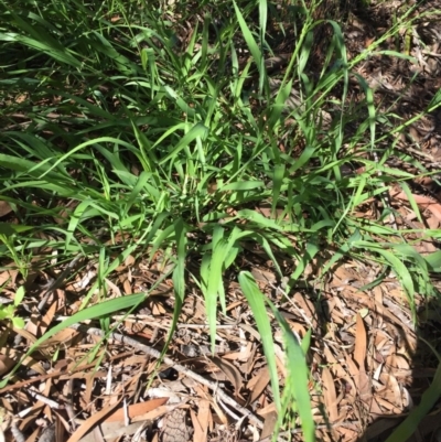 Ehrharta erecta (Panic Veldtgrass) at EDM Private Property - 12 Apr 2020 by Evelynm