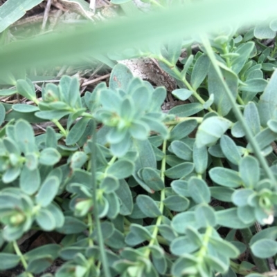 Hypericum perforatum (St John's Wort) at Hughes Grassy Woodland - 13 Apr 2020 by KL