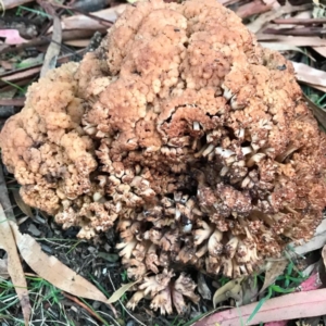 Ramaria capitata var. capitata at Weetangera, ACT - 11 Apr 2020