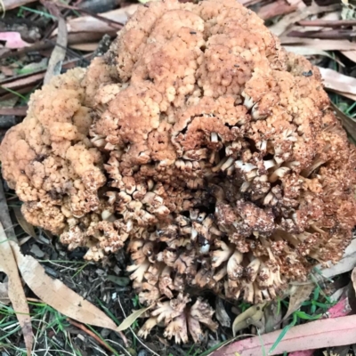 Ramaria capitata var. capitata (Pale cauliflower coral) at Weetangera, ACT - 11 Apr 2020 by Jar
