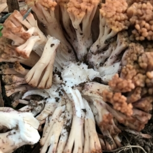 Ramaria capitata var. capitata at Weetangera, ACT - 11 Apr 2020