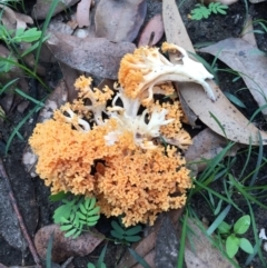 Ramaria sp. (A Coral fungus) at EDM Private Property - 13 Apr 2020 by Evelynm