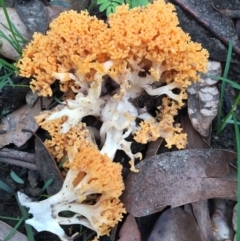 Ramaria sp. at Woodstock, NSW - 13 Apr 2020 01:17 PM