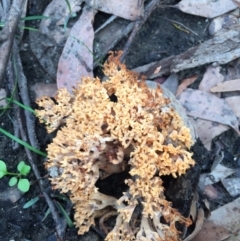 Ramaria sp. at Woodstock, NSW - 13 Apr 2020 01:17 PM