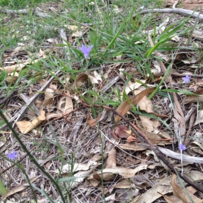 Wahlenbergia sp. (Bluebell) at Hughes Grassy Woodland - 13 Apr 2020 by jennyt