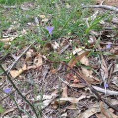 Wahlenbergia sp. (Bluebell) at Hughes, ACT - 13 Apr 2020 by jennyt