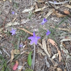 Wahlenbergia sp. at Hughes, ACT - 13 Apr 2020