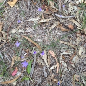 Wahlenbergia sp. at Hughes, ACT - 13 Apr 2020