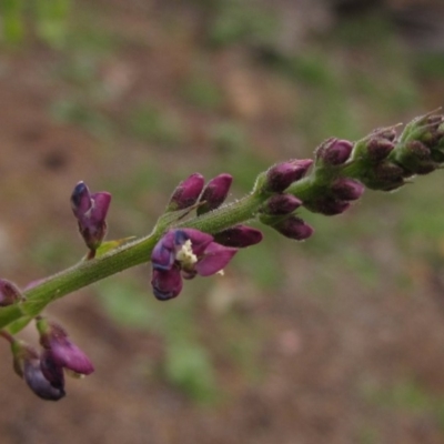 Oxytes brachypoda (Large Tick-trefoil) at Mount Painter - 7 Apr 2020 by pinnaCLE