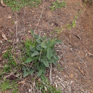 Oxytes brachypoda at Cook, ACT - 7 Apr 2020