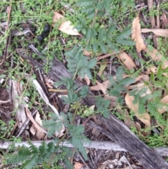 Acacia dealbata (Silver Wattle) at Red Hill to Yarralumla Creek - 13 Apr 2020 by jennyt