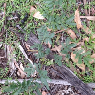 Acacia dealbata (Silver Wattle) at Hughes, ACT - 13 Apr 2020 by jennyt