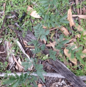 Acacia dealbata at Hughes, ACT - 13 Apr 2020