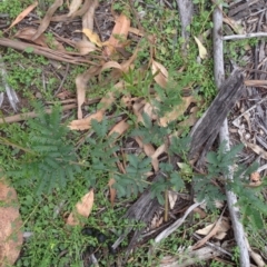 Acacia dealbata at Hughes, ACT - 13 Apr 2020