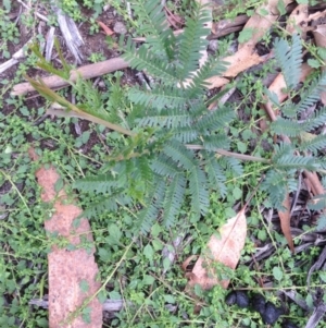 Acacia dealbata at Hughes, ACT - 13 Apr 2020