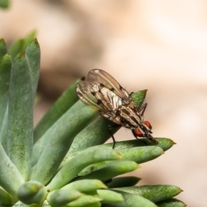 Anthomyia punctipennis at Macgregor, ACT - 13 Apr 2020