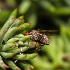 Anthomyia punctipennis at Macgregor, ACT - 13 Apr 2020