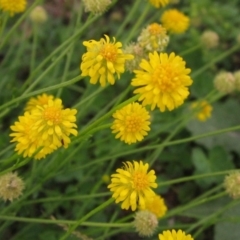 Calotis lappulacea (Yellow Burr Daisy) at Mount Painter - 7 Apr 2020 by pinnaCLE