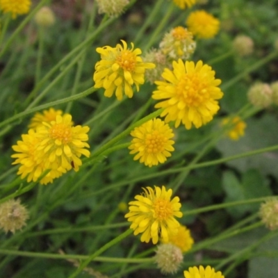 Calotis lappulacea (Yellow Burr Daisy) at Cook, ACT - 7 Apr 2020 by pinnaCLE