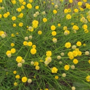 Calotis lappulacea at Cook, ACT - 7 Apr 2020