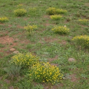 Calotis lappulacea at Cook, ACT - 7 Apr 2020